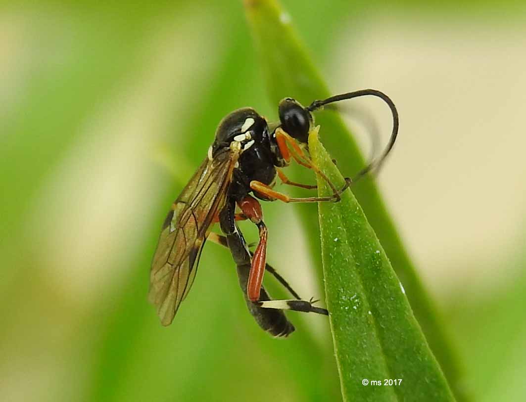 Ichneumonidae: Diplazon cfr. tibiatorius